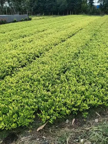 游戏原画原神